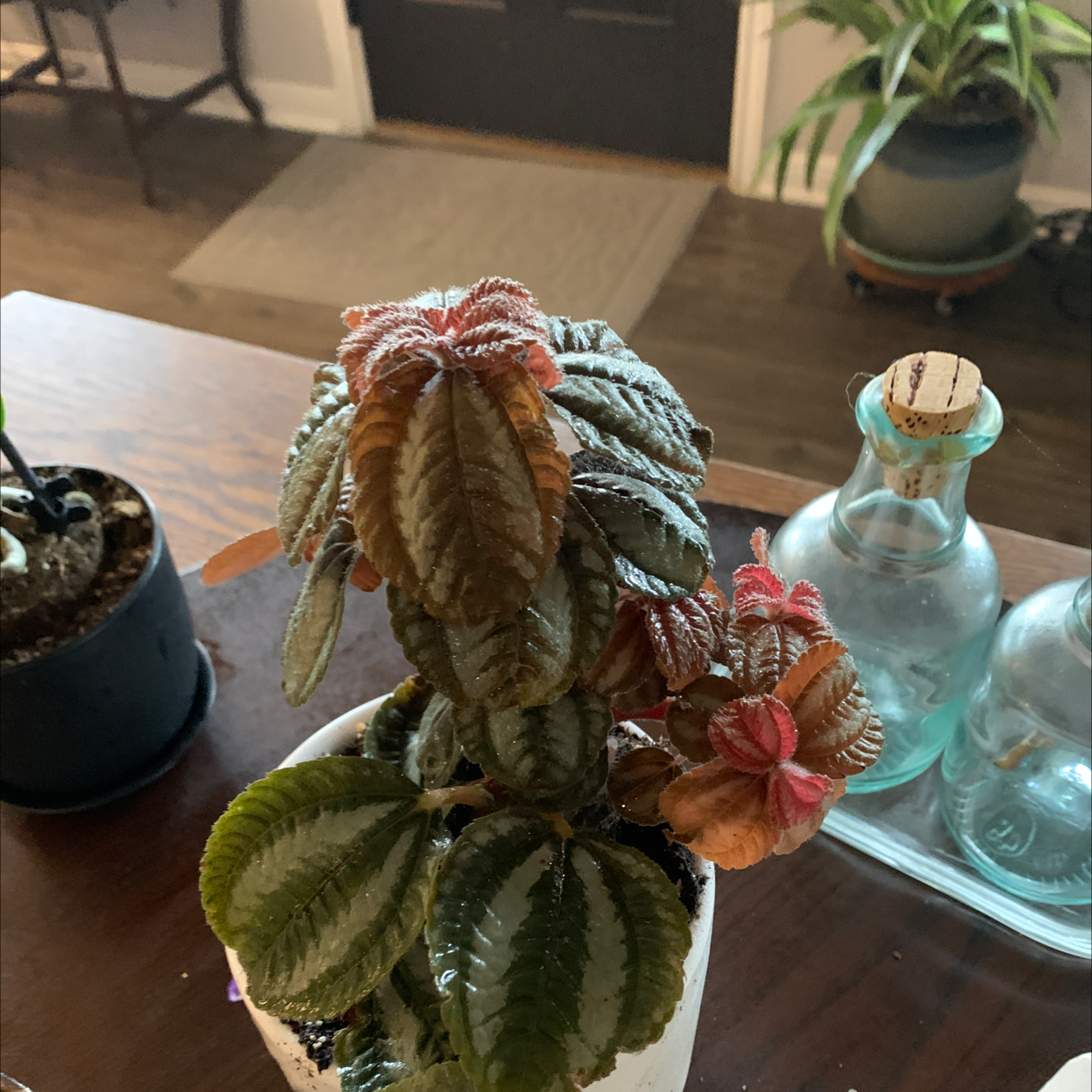 Aluminum Plant with patterned leaves, some browning, potted indoors.