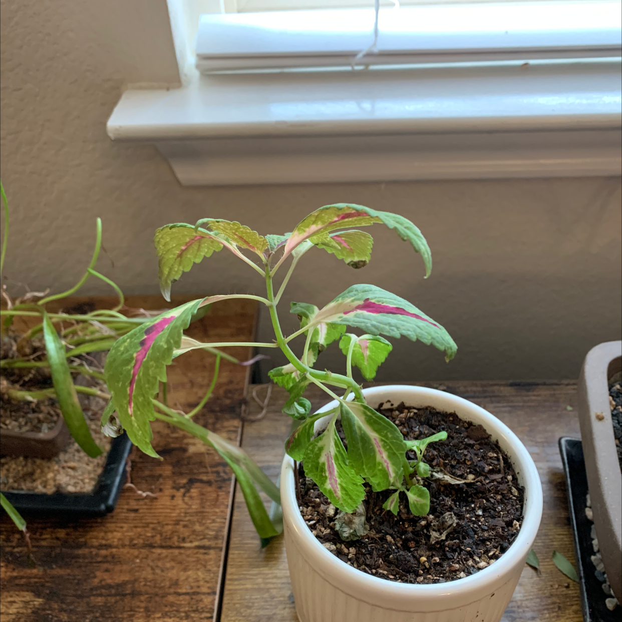 A healthy, vibrant coleus plant with red and green variegated leaves, growing in a pot on a windowsill.