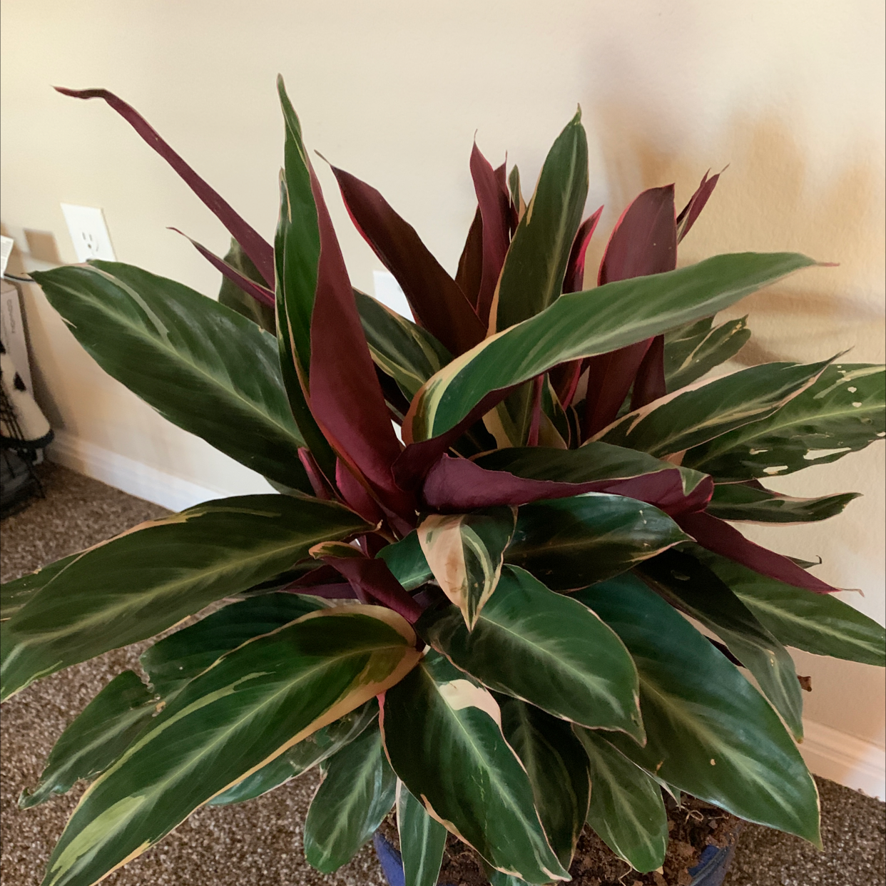 Never Never Plant with variegated green and white leaves, placed indoors on a carpeted floor.