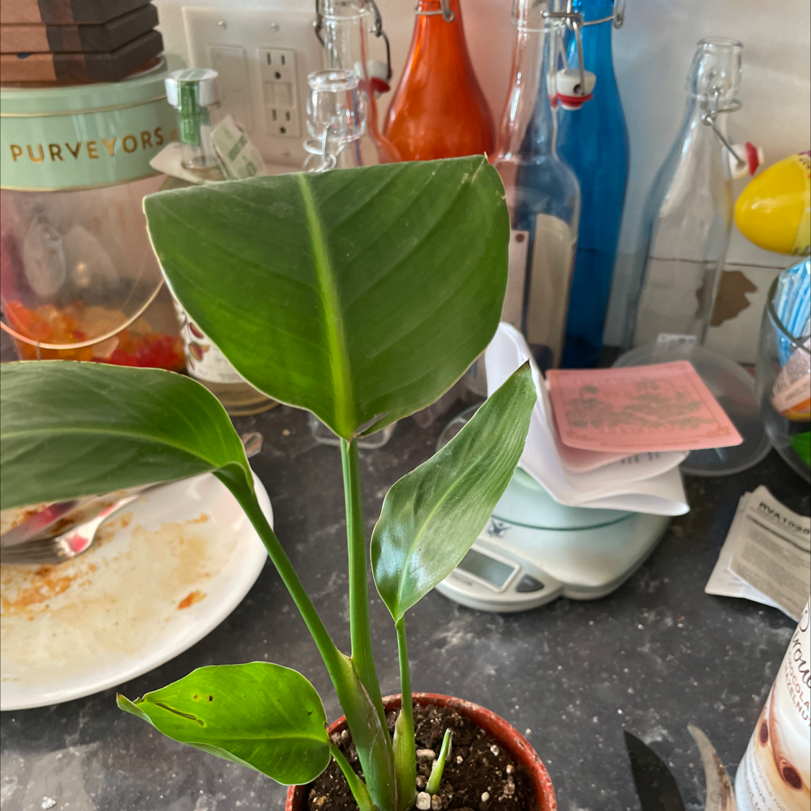 Bird of Paradise plant with healthy green leaves in a pot, visible soil, and kitchen items in the background.