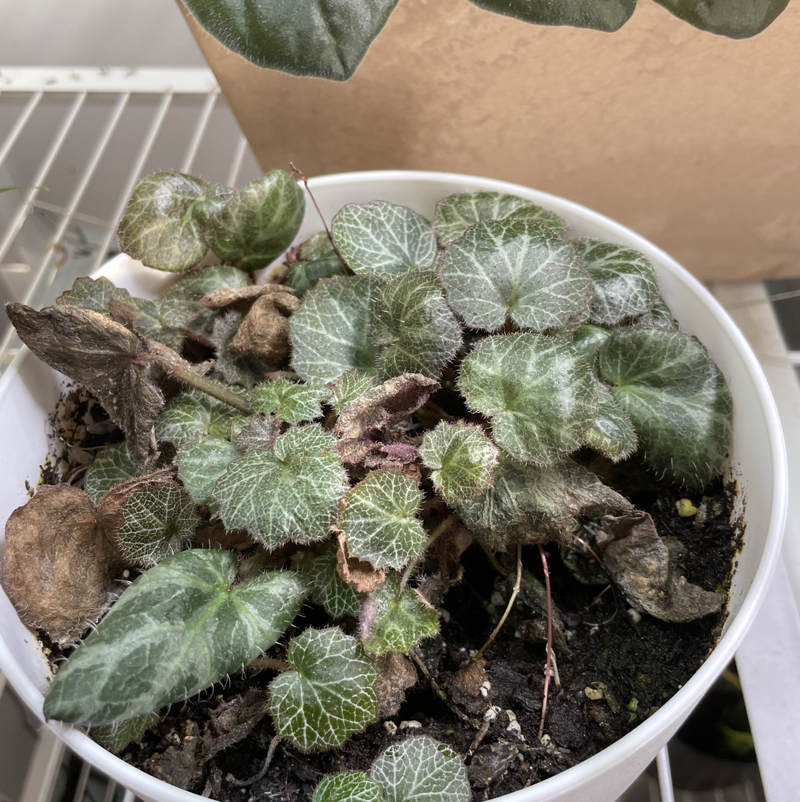 Strawberry Begonia plant in a white pot with some browning leaves and visible soil.