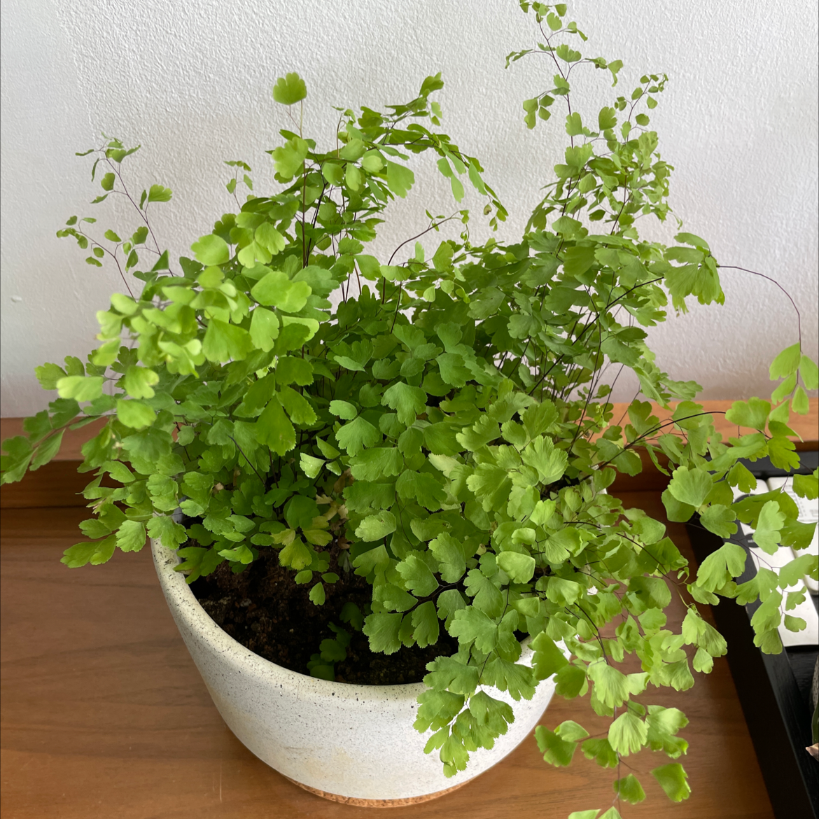 Pacific Maidenhair Fern in a white pot on a wooden surface.