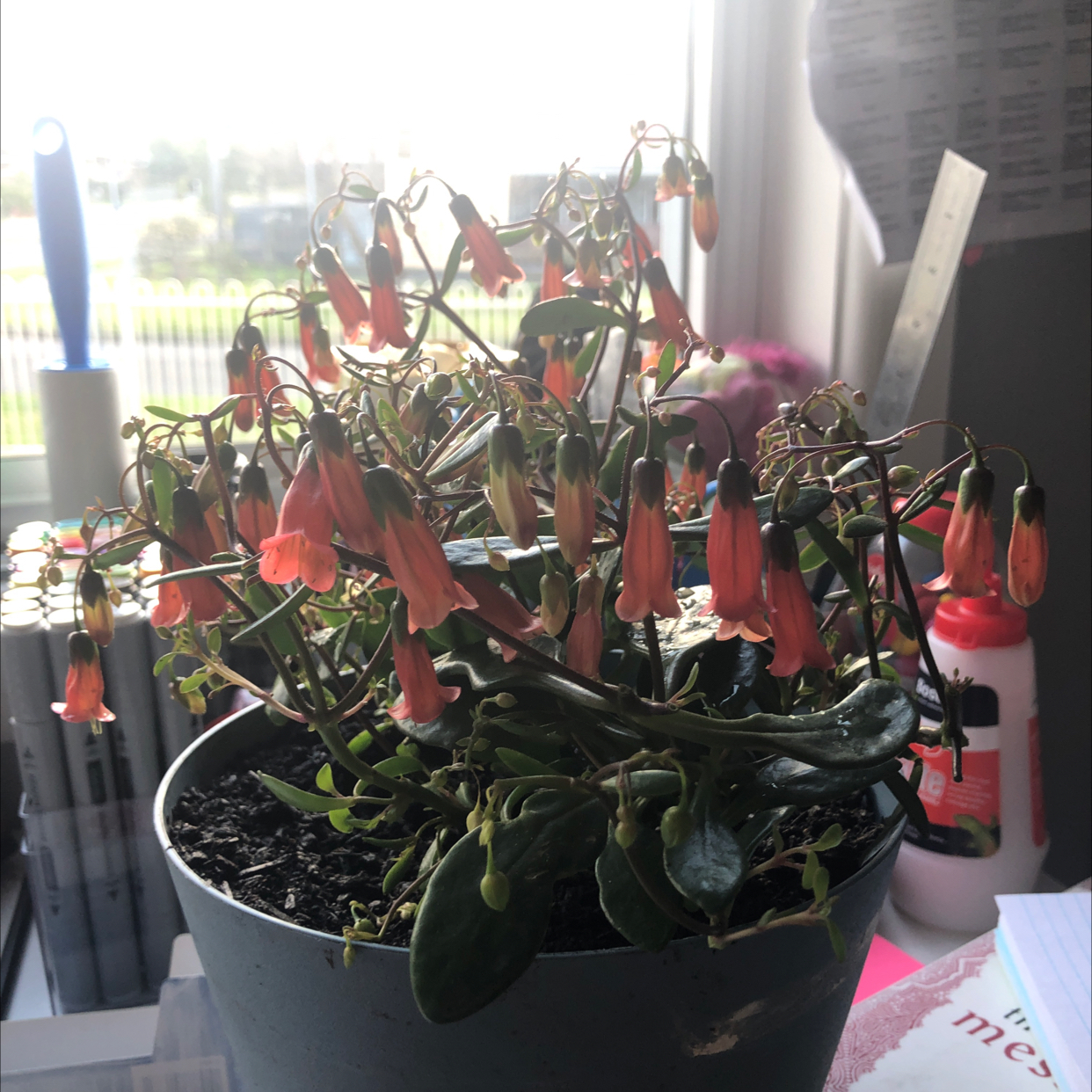 Photo of the plant species Mother of Millions by @katmac named Shakira on Greg, the plant care app