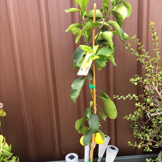 Meyer Lemon Tree plant in Blacktown, New South Wales