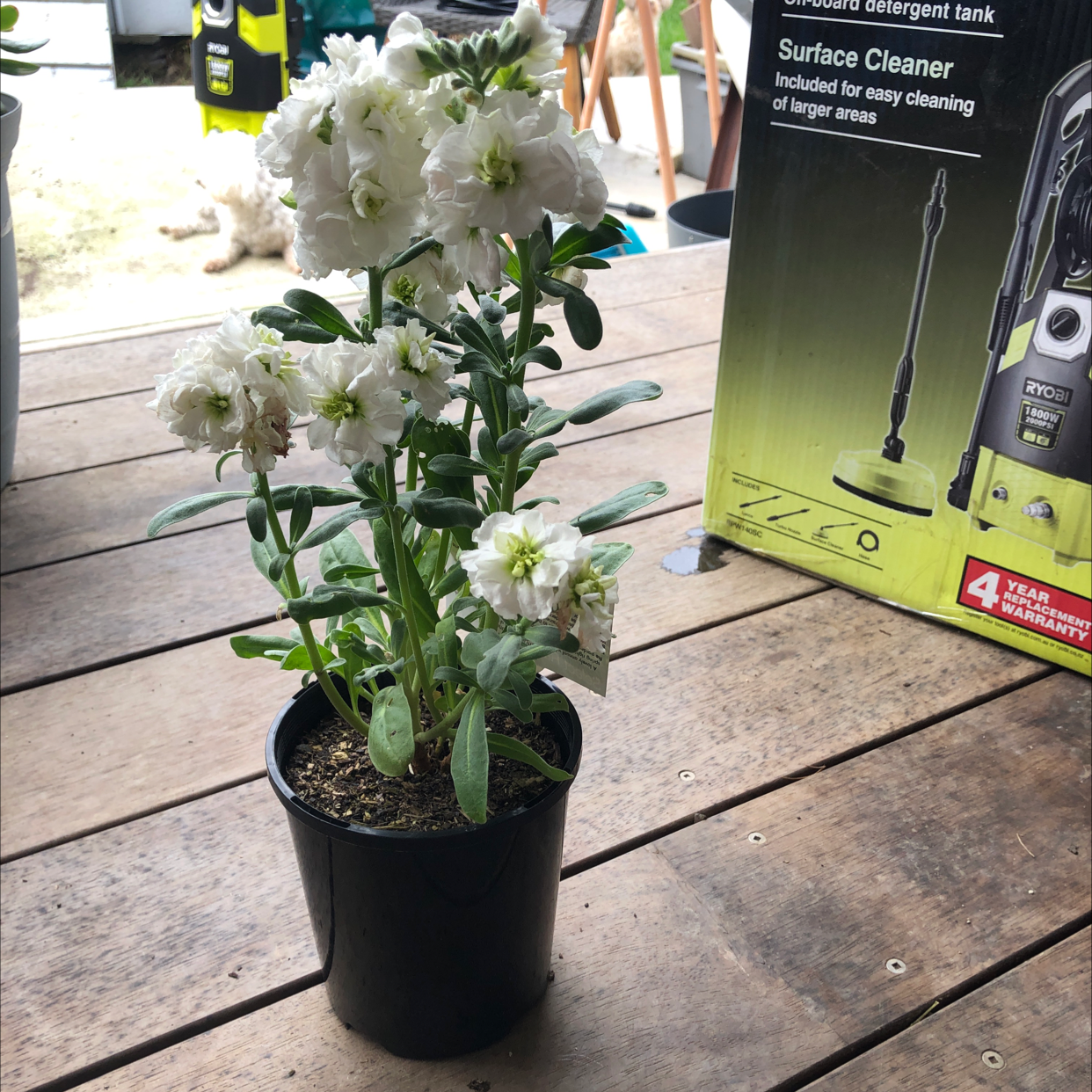 Why Are There Brown Spots on My Brompton Stock Leaves?