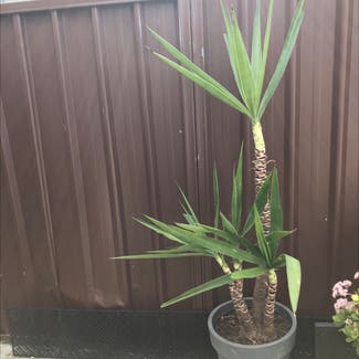 Blue-Stem Yucca plant in Blacktown, New South Wales