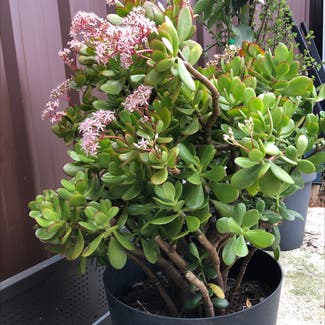 Jade plant in Blacktown, New South Wales