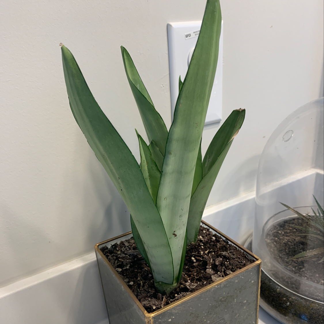 Photo of the plant species Adansonii Albo Var Monstera by Isabella named Joan on Greg, the plant care app