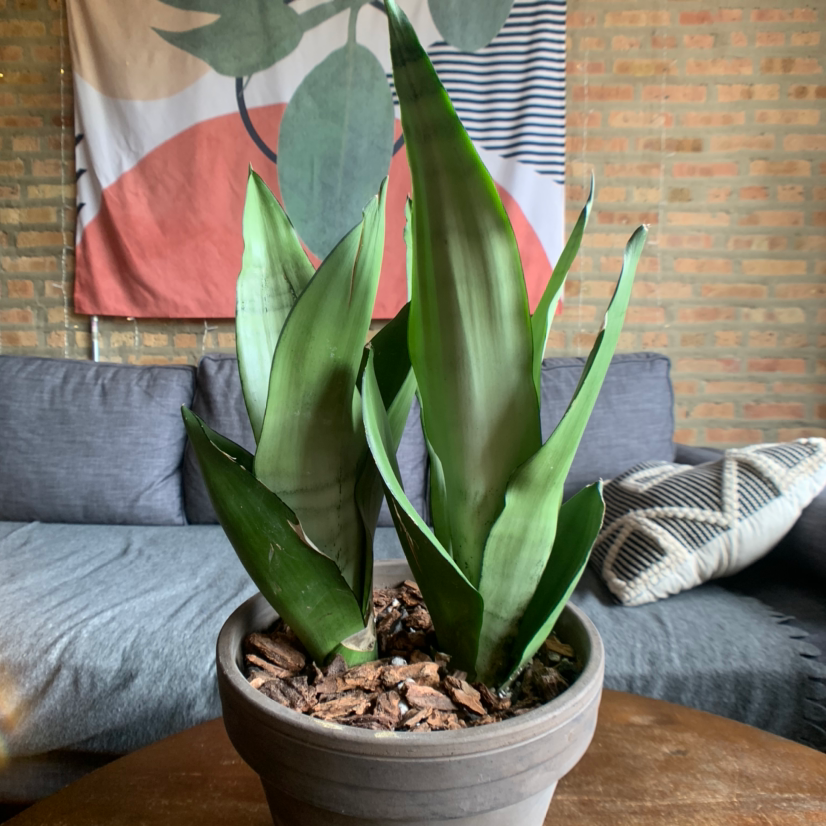 Snake Plant in a pot on a table with a couch and wall hanging in the background.