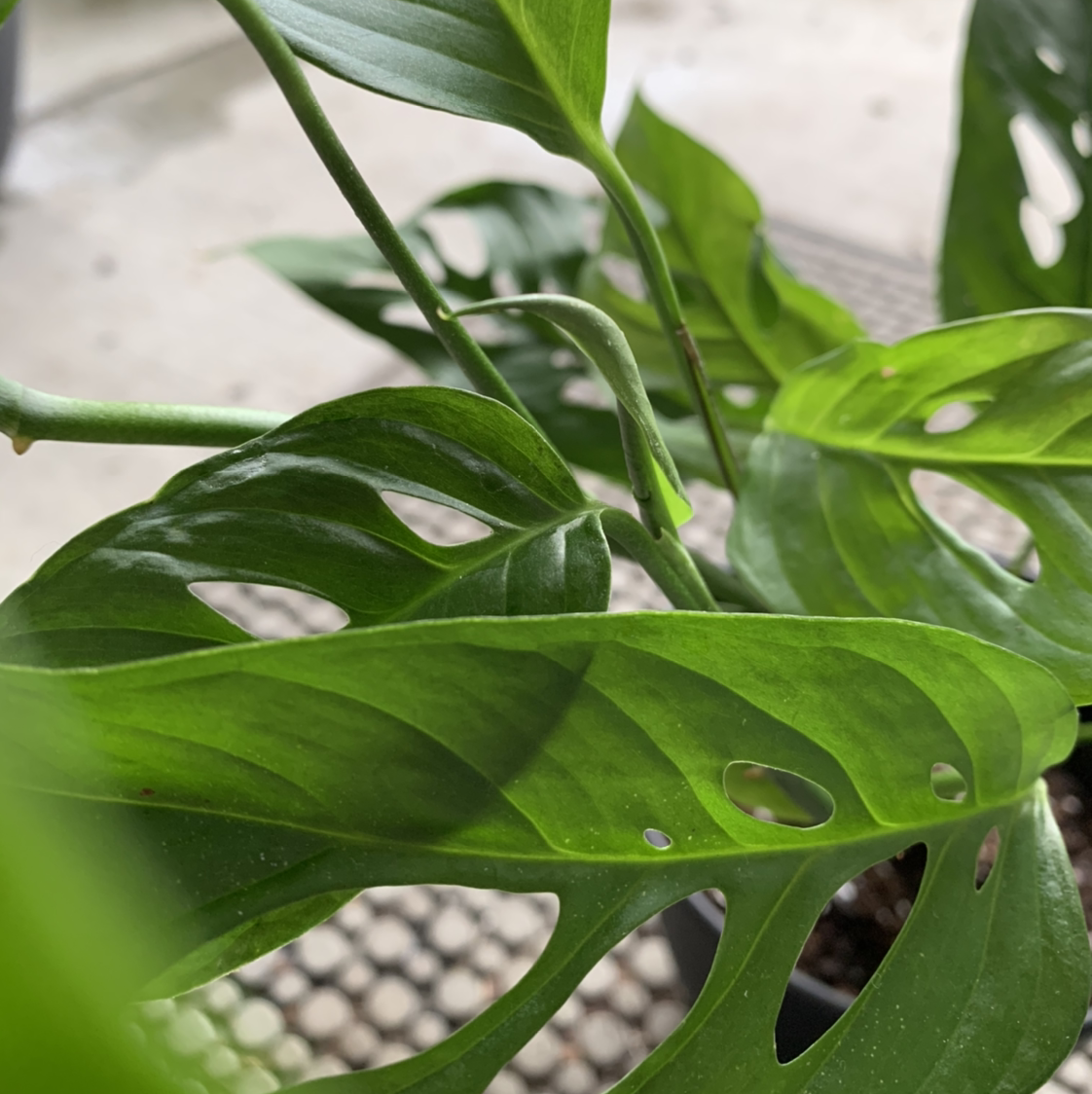 Close-up view of a lush, healthy Monstera deliciosa plant with large green leaves featuring characteristic splits and holes.