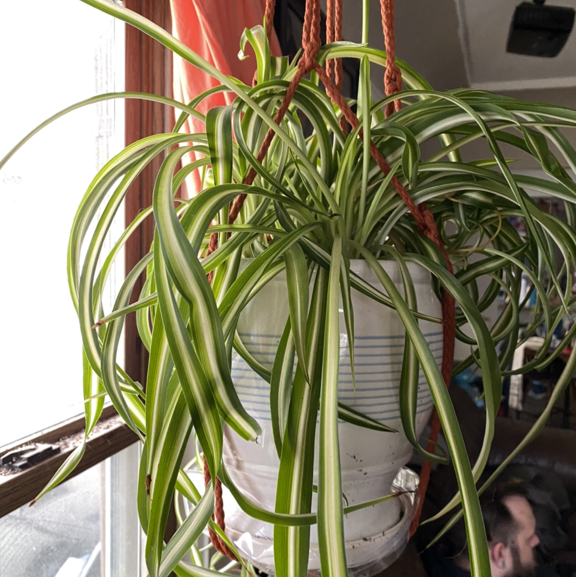 Spider Plant in a hanging pot near a window, vibrant green and white striped leaves.