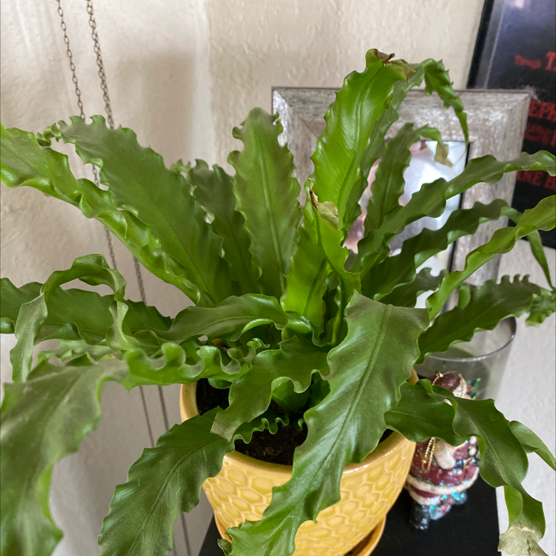 A healthy, lush Bird's Nest Fern with vibrant green, wavy fronds arranged in a rosette pattern, thriving in a decorative pot.