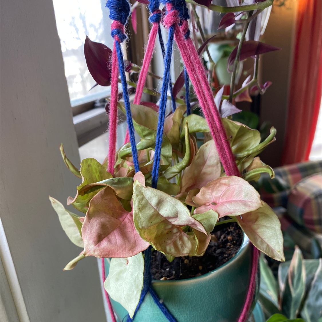 Potted arrowhead plant with variegated arrow-shaped leaves in shades of green and pink, trailing from a hanging planter.