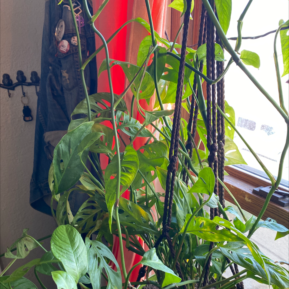 Swiss Cheese Vine (Monstera adansonii) in a hanging pot near a window with vibrant green leaves.