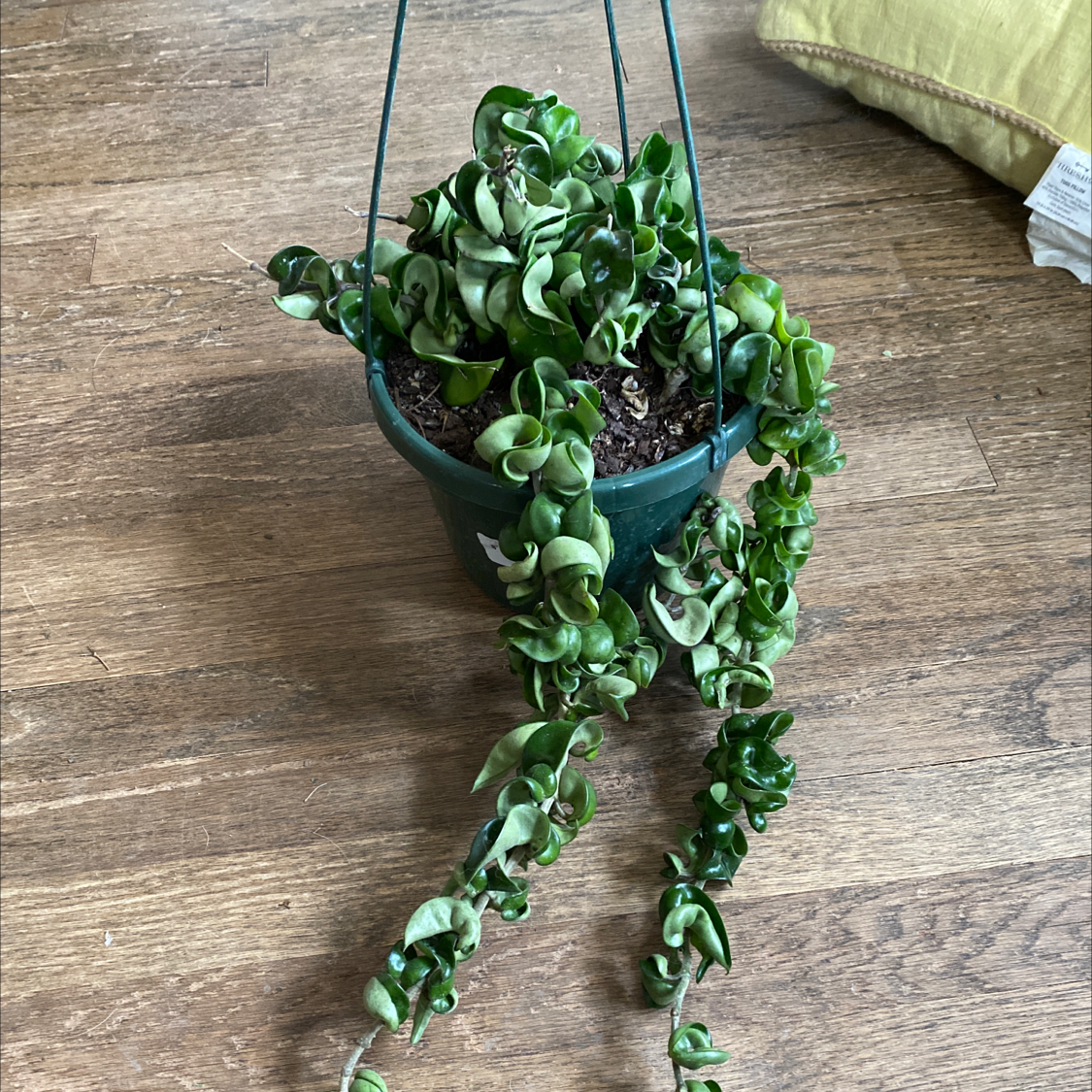 Healthy hanging Waxplant with long trailing vines and thick, waxy green leaves in a small black plastic pot.