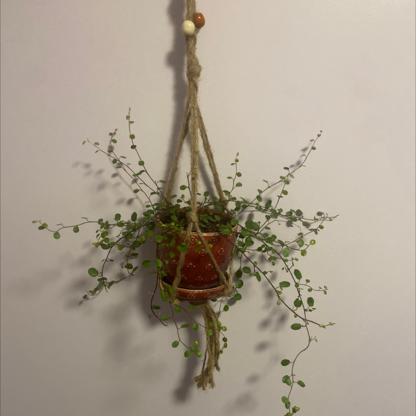 Hanging pot with a healthy Maidenhair Vine (Muehlenbeckia complexa) against a plain background.