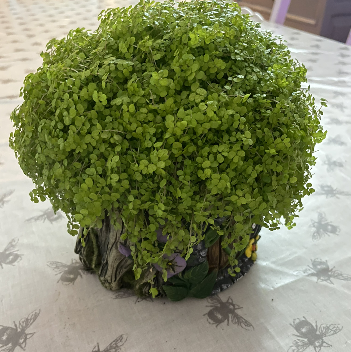 Photo of the plant species Baby's Tears by @toritompkins named Milton on Greg, the plant care app