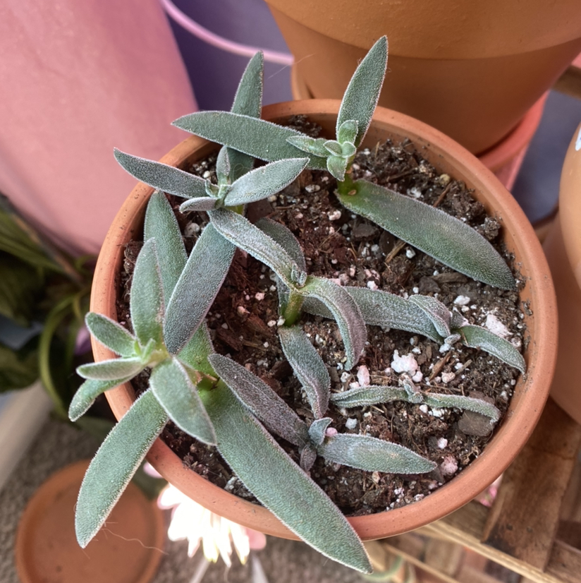 Crassula Tenelli plant photo by @HopelessSkye named Gates on Greg, the plant care app.