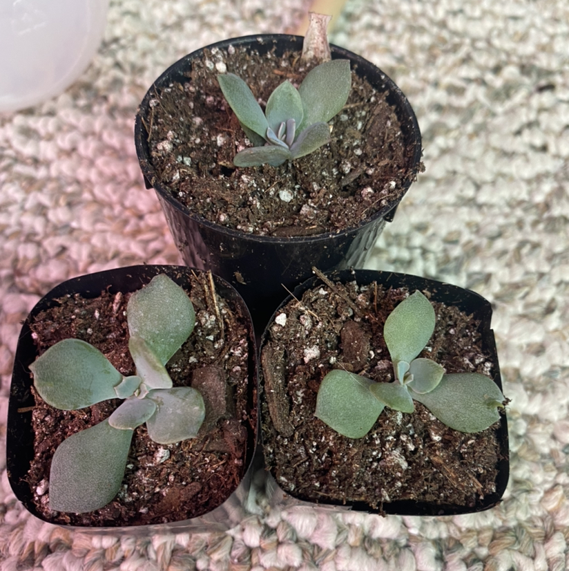 Photo of the plant species Echeveria 'Perle von Nurnberg' by @HopelessSkye named Pearl on Greg, the plant care app