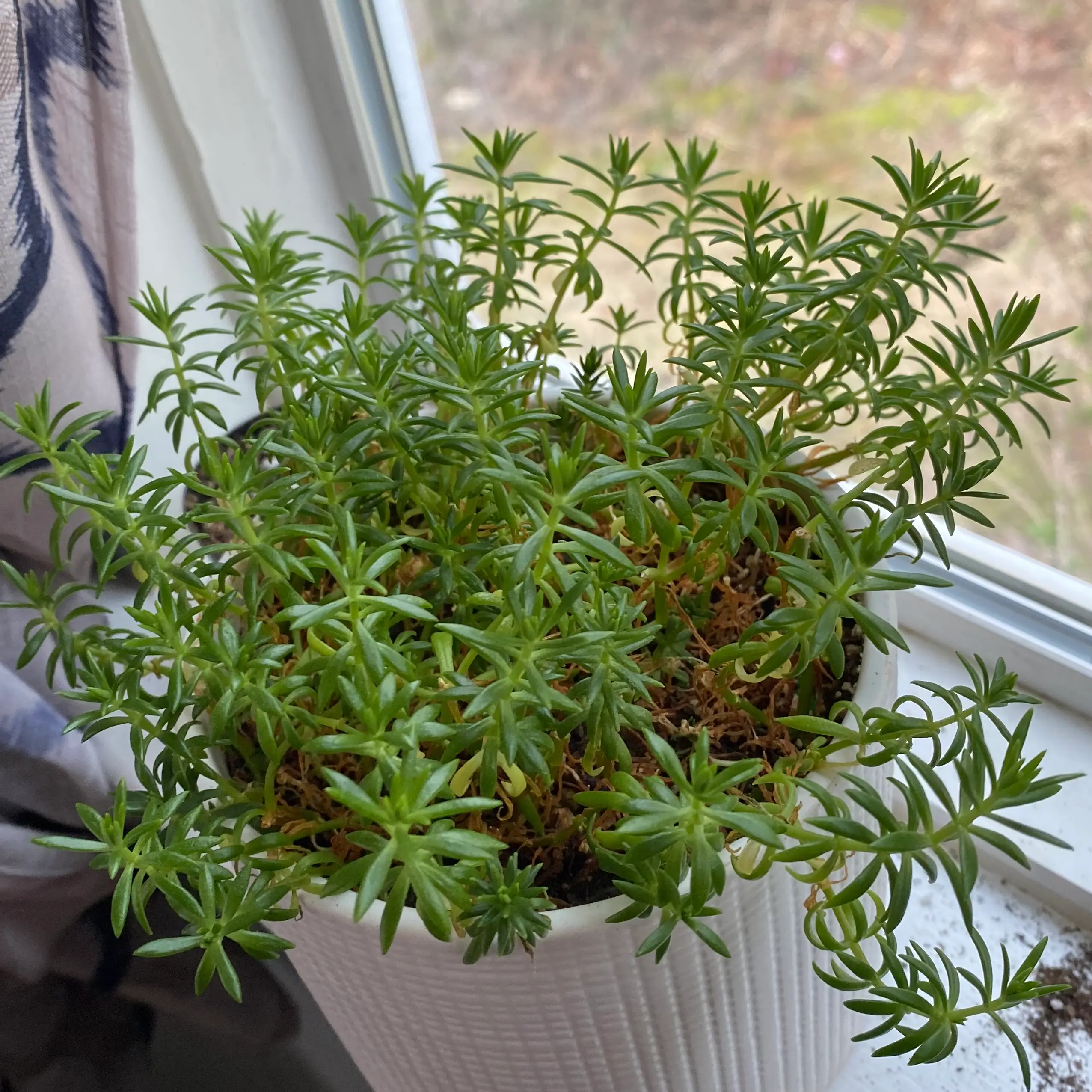 Photo of the plant species Sedum Angelica by @HopelessSkye named Sherlock on Greg, the plant care app