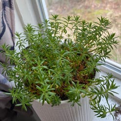 Sedum Angelica plant