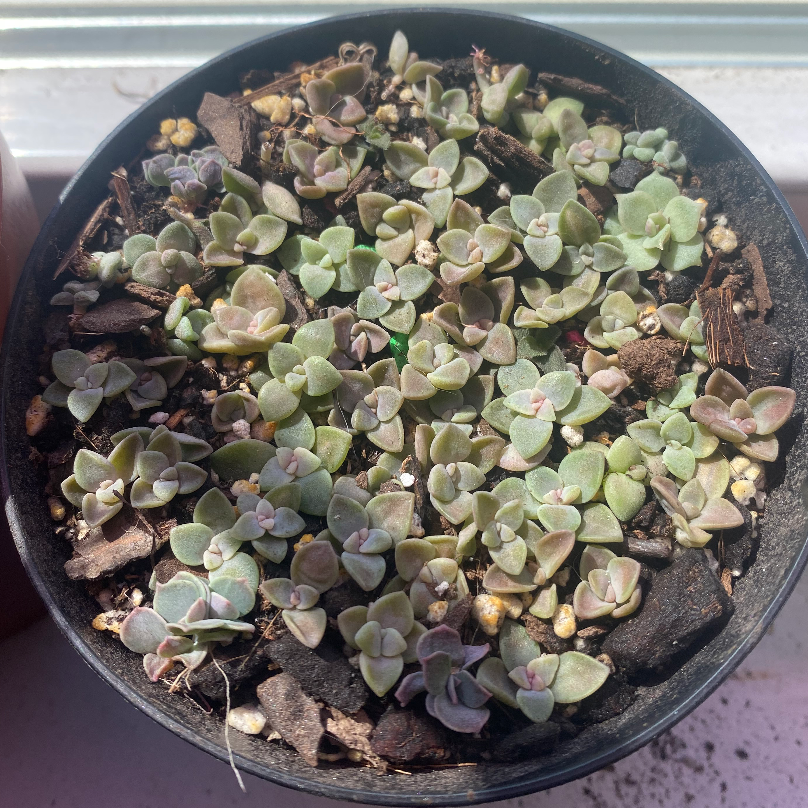 Potted Graptosedum 'California Sunset' with numerous small rosettes, healthy appearance.