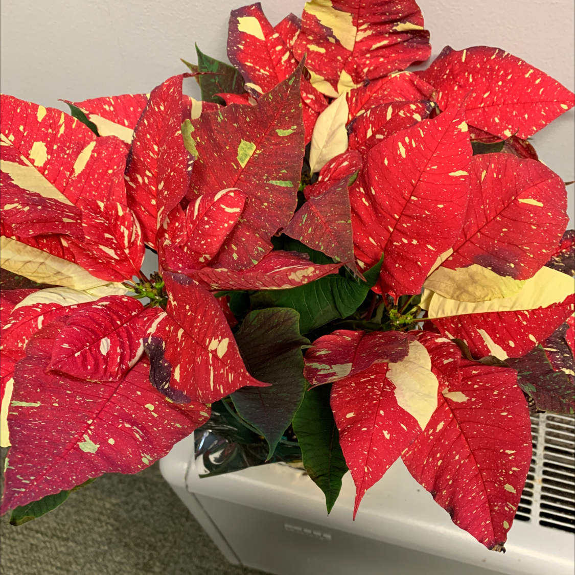 🎄 My Poinsettias Light Requirements