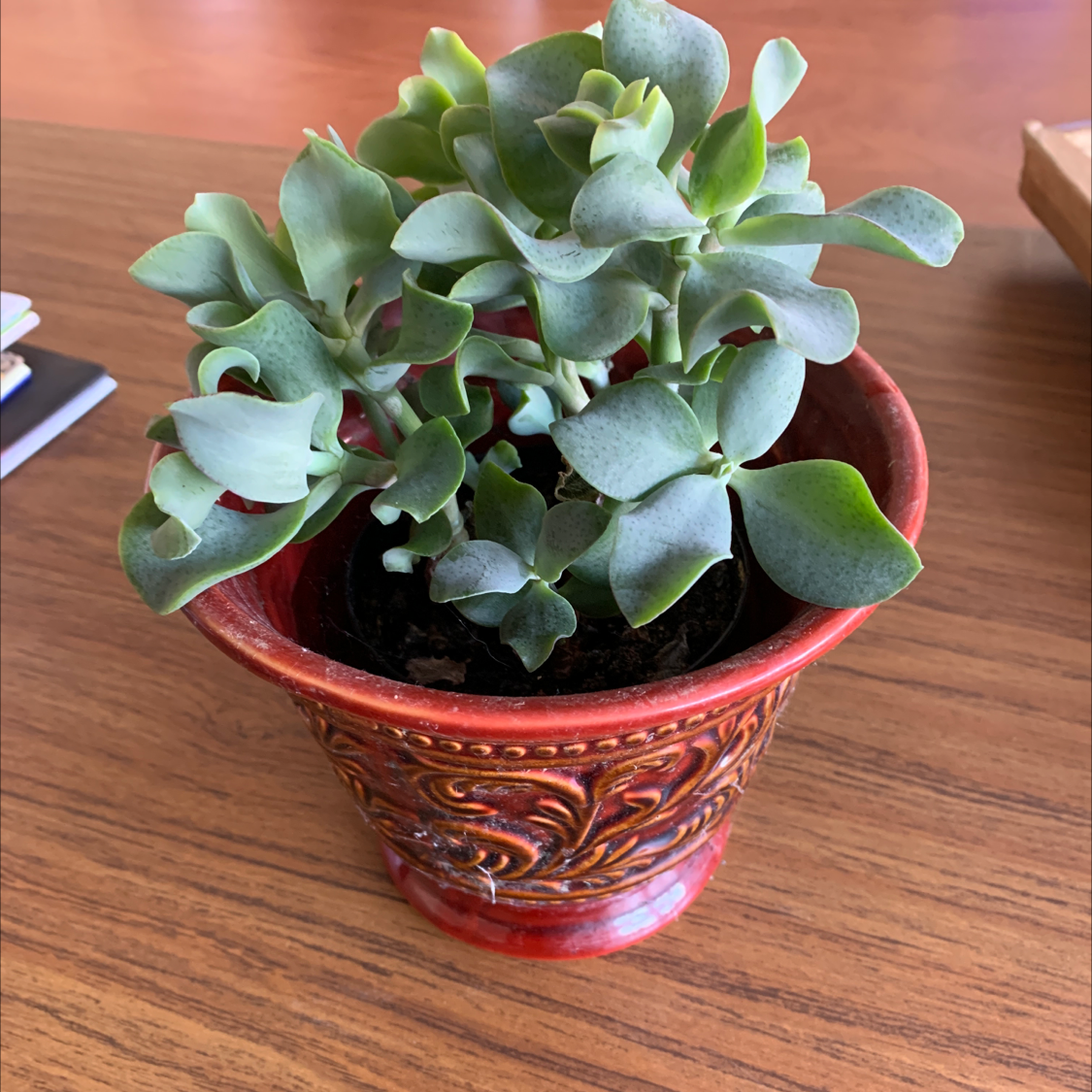 Potted Silver Dollar Plant with healthy green leaves in a decorative pot.