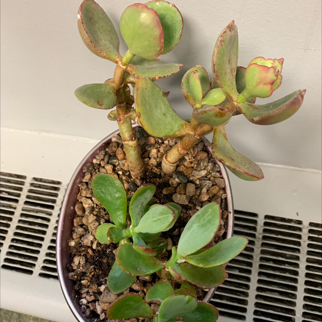 Potted Silver Dollar Plant with slight leaf discoloration, visible soil, and multiple stems.