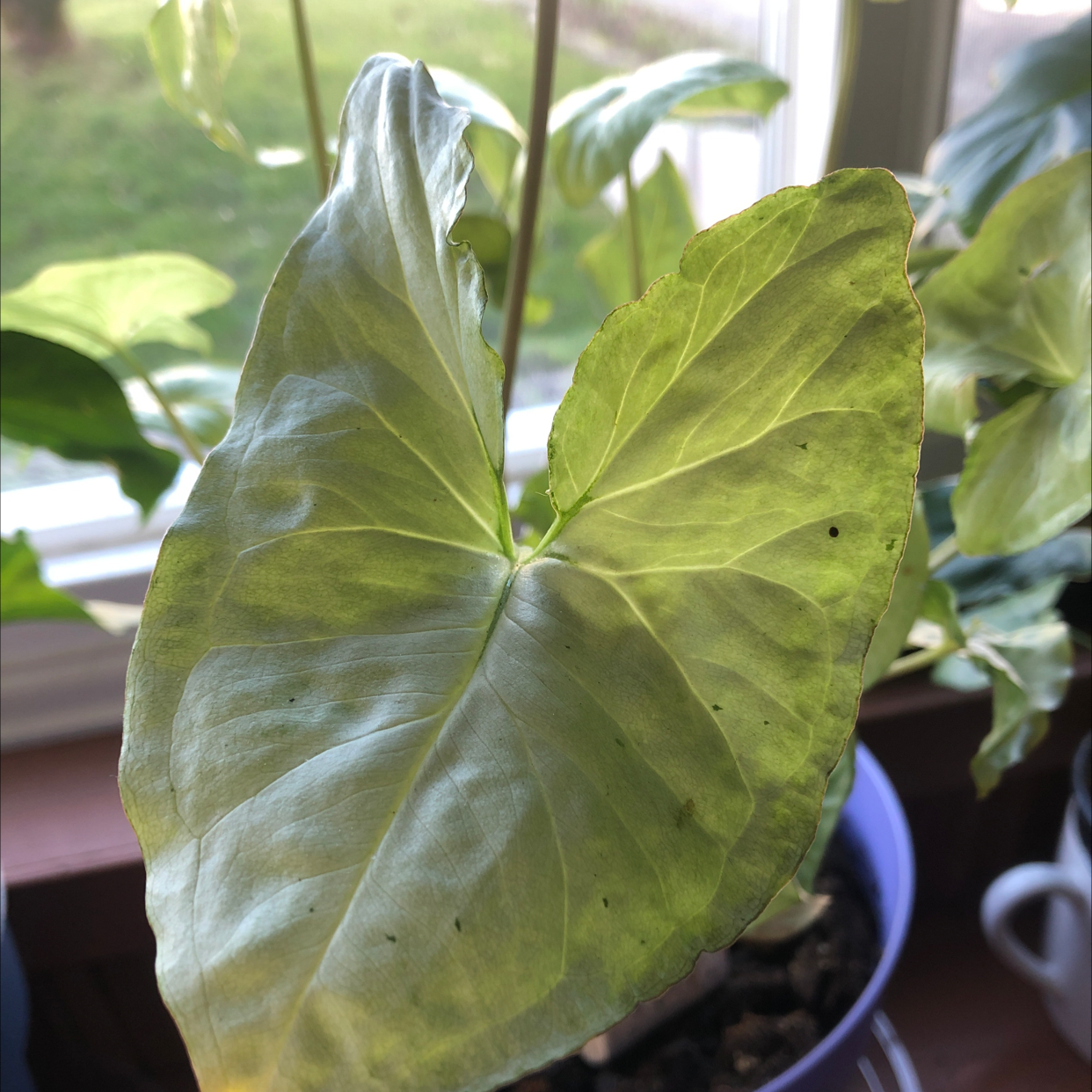 Syngonium 'White Butterfly' plant with yellowing leaf and black spots, indicating health issues.