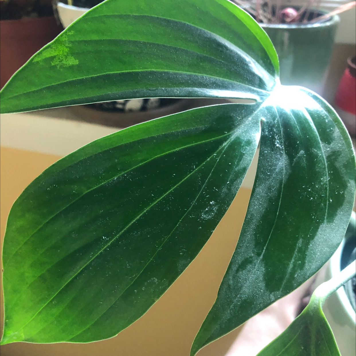 Close-up of a Rhaphidophora decursiva leaf with some white spots, other plants in the background.