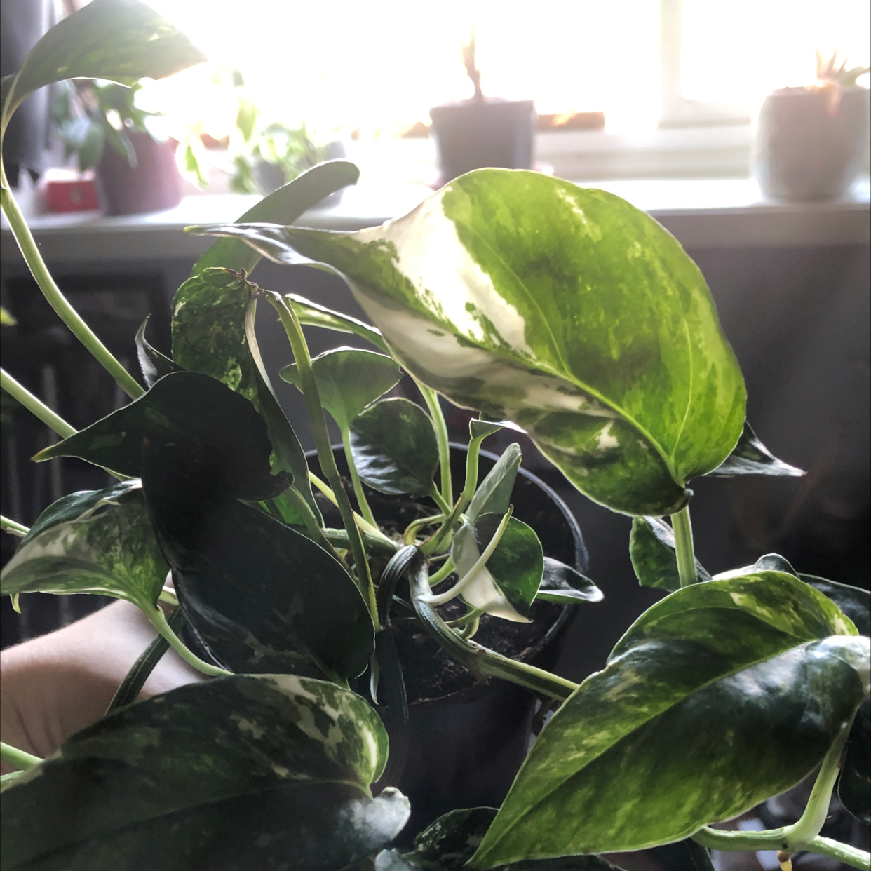 Variegated Albo Epipremnum Pinnatum plant with healthy leaves, well-framed and in focus.
