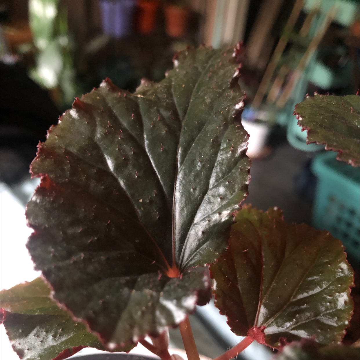 Close-up of a healthy Angel Wing Begonia leaf with dark green color and red edges.