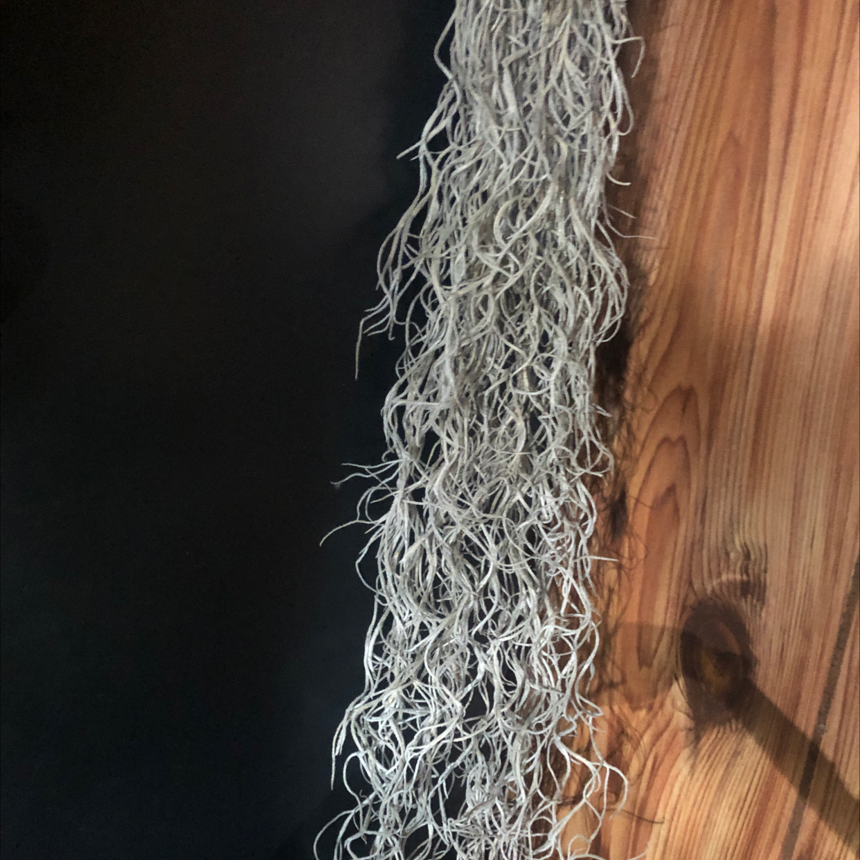 Hanging Spanish Moss plant against a dark background.