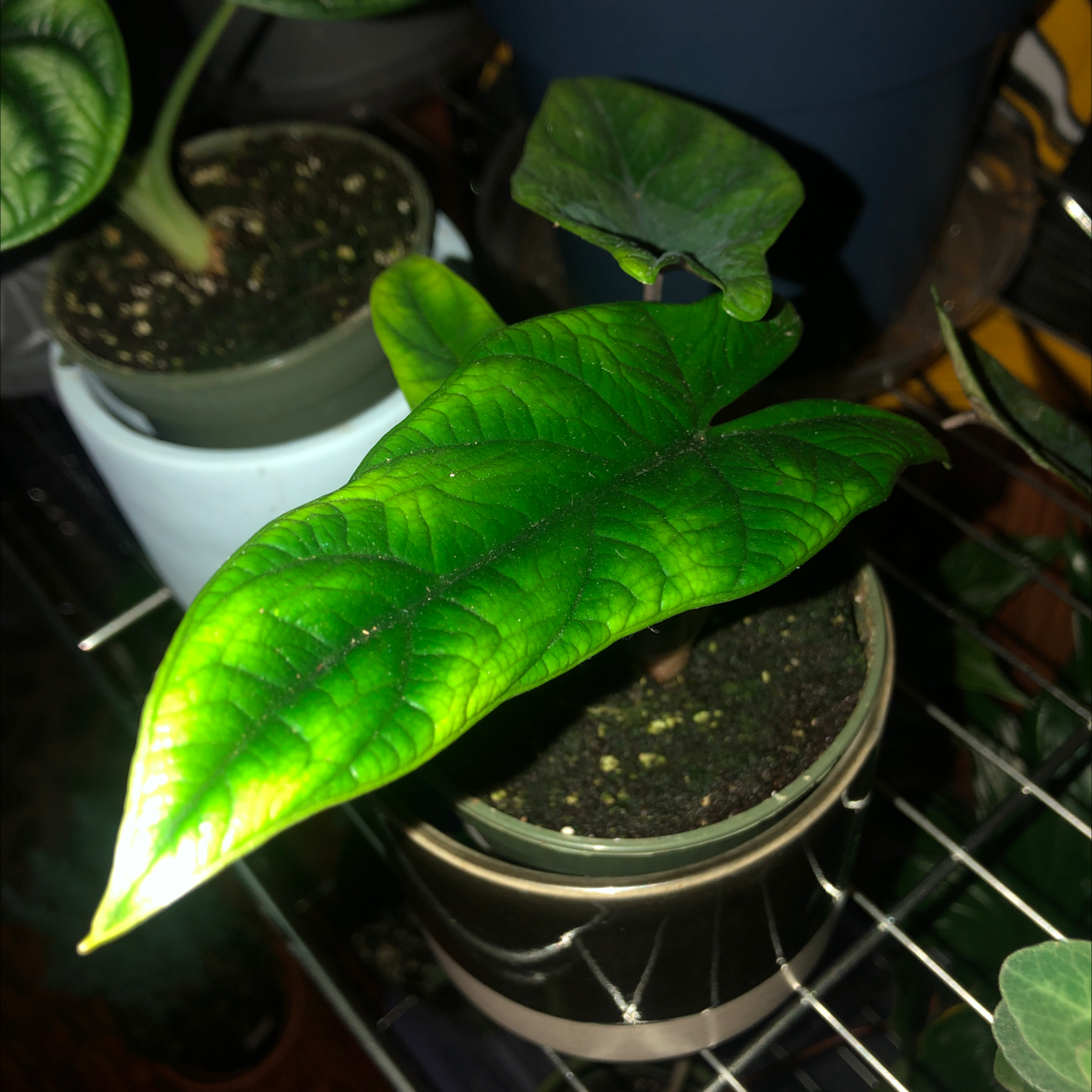 Potted Alocasia Scalprum with vibrant green leaves, visible soil, well-framed and in focus.