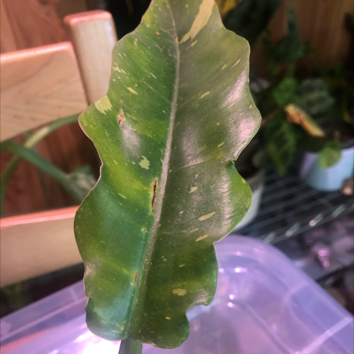 Philodendron 'Ring of Fire' leaf with green and yellow variegation and minor browning.
