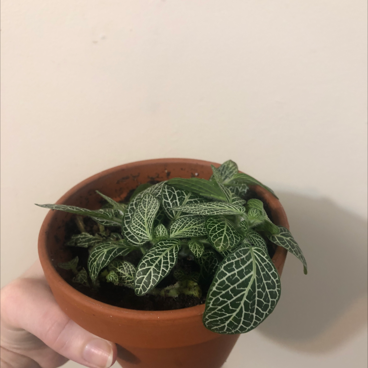 Nerve Plant plant photo by @Mockmatter named Mythos on Greg, the plant care app.