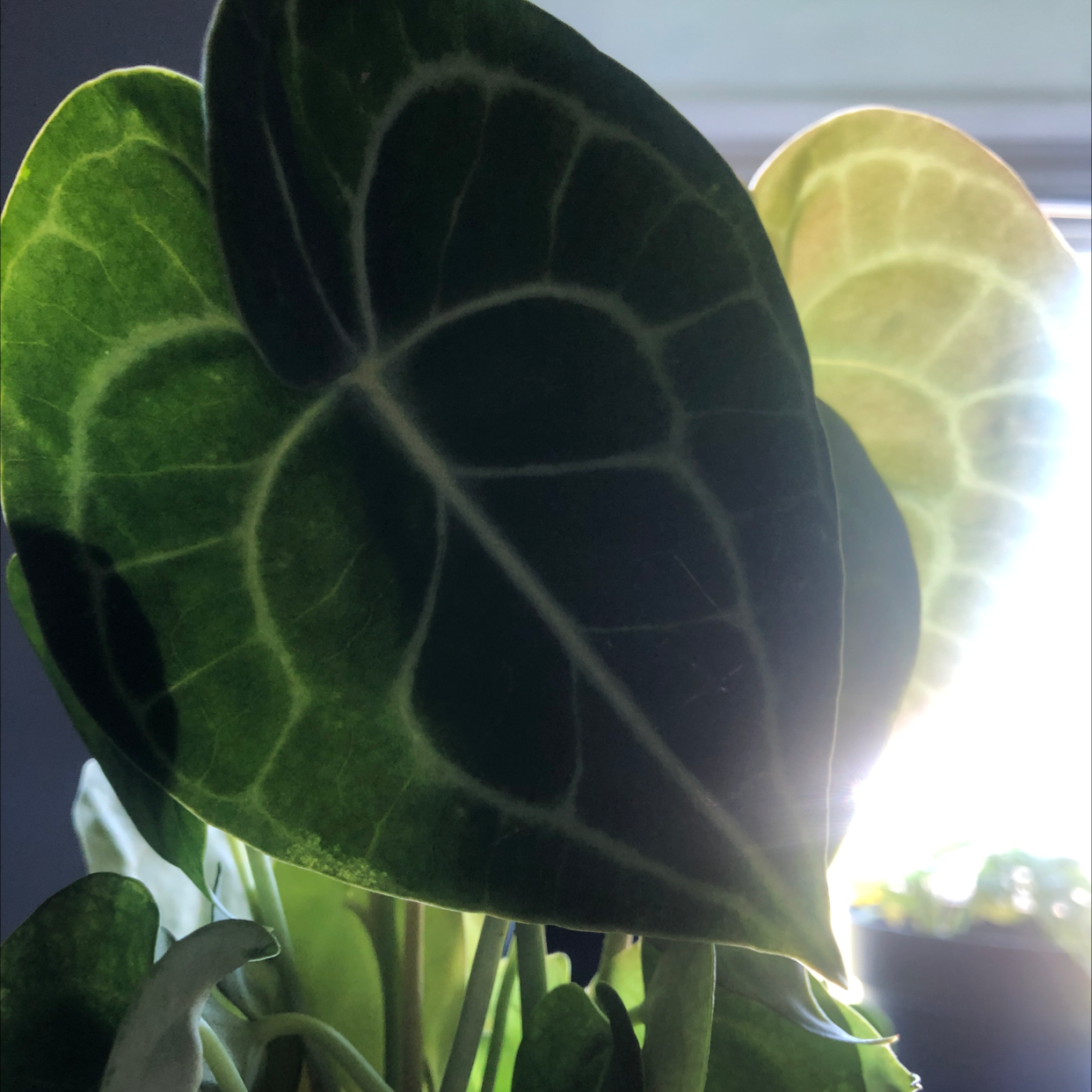 Crystal Anthurium plant with dark green leaves and prominent white veins, one leaf yellowing.