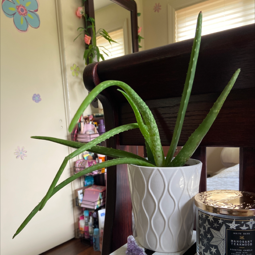 Aloe vera plant photo by @Ogetty named Aloe 1 on Greg, the plant care app.