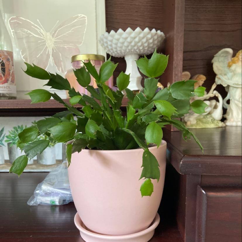 False Christmas Cactus plant photo by @Ogetty named Christmas Cactus on Greg, the plant care app.