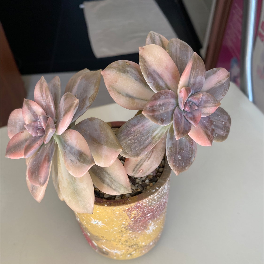 Graptopetalum plant with two rosettes in a decorative pot, showing pink and green leaves.