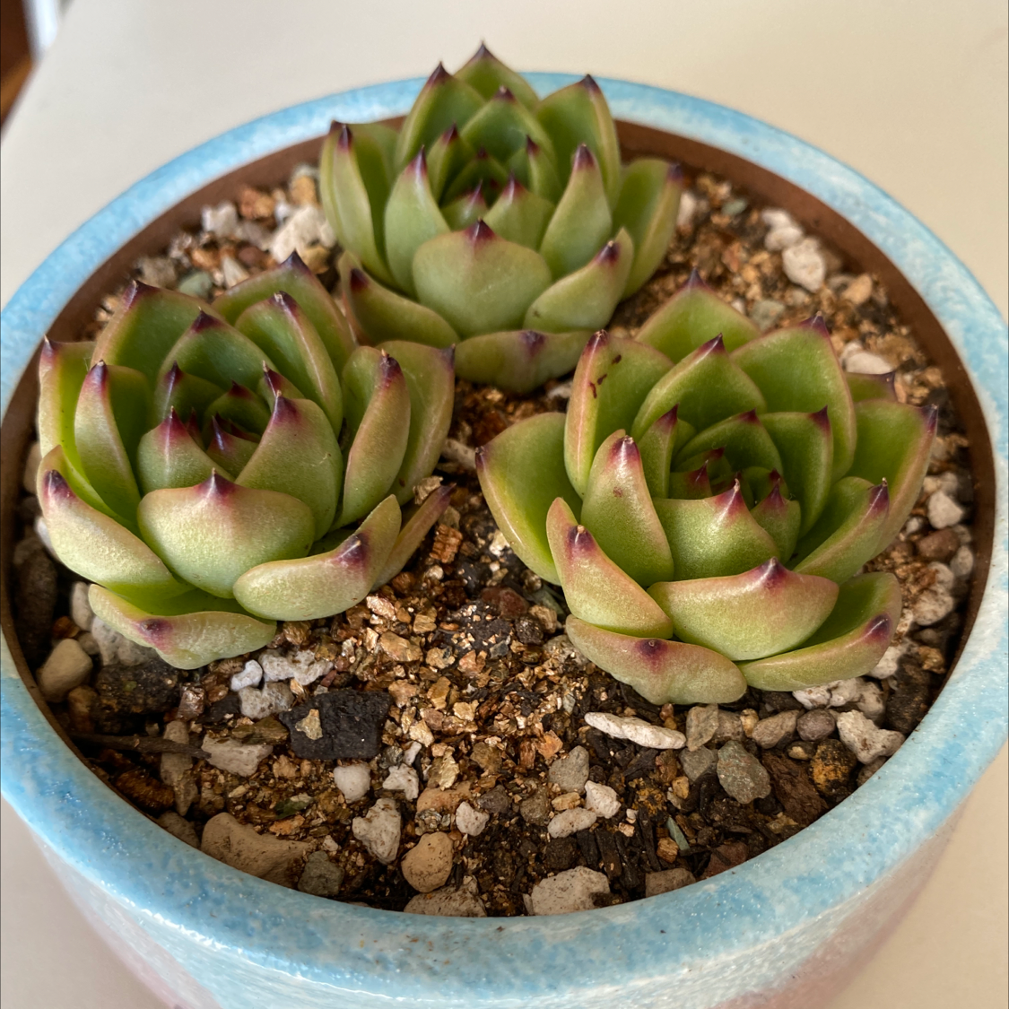 Potted Graptopetalum succulent with three rosettes, green leaves with reddish tips.