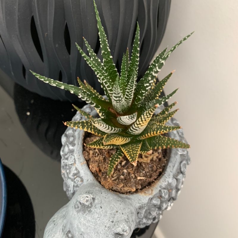 Healthy zebra plant with striped leaves in a gray pot, showing no signs of stress or disease.