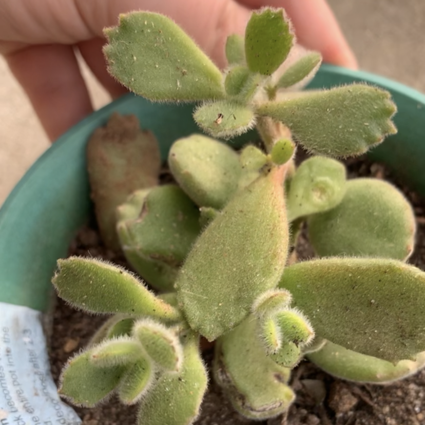 Bear's Paw plant photo by @Bee13 named Bear on Greg, the plant care app.