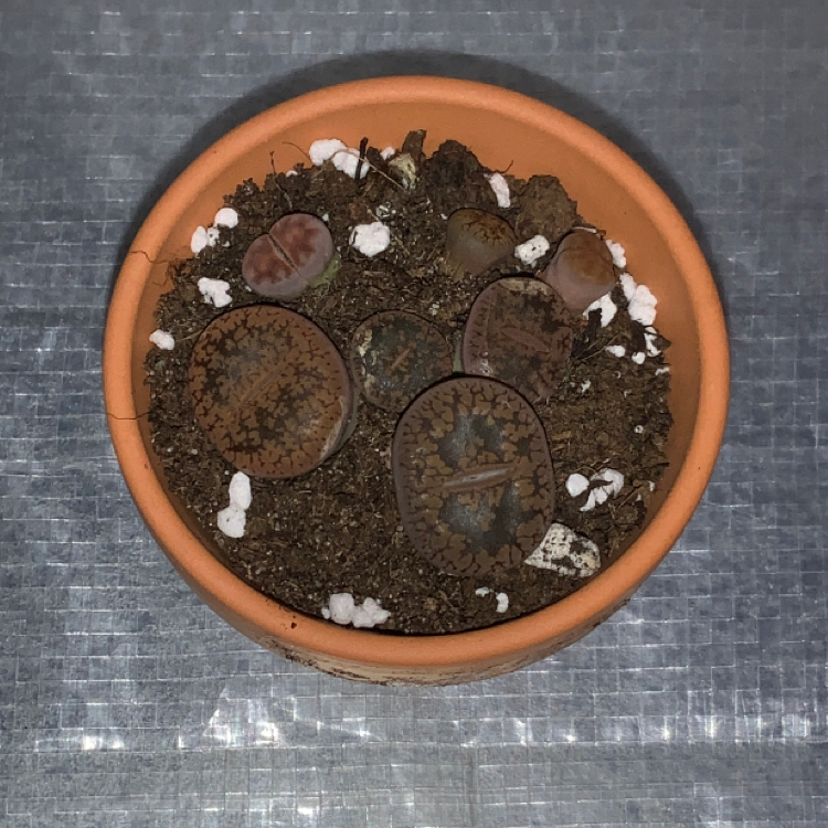 Photo of the plant species Potato by @LivvyPlants named Stones on Greg, the plant care app