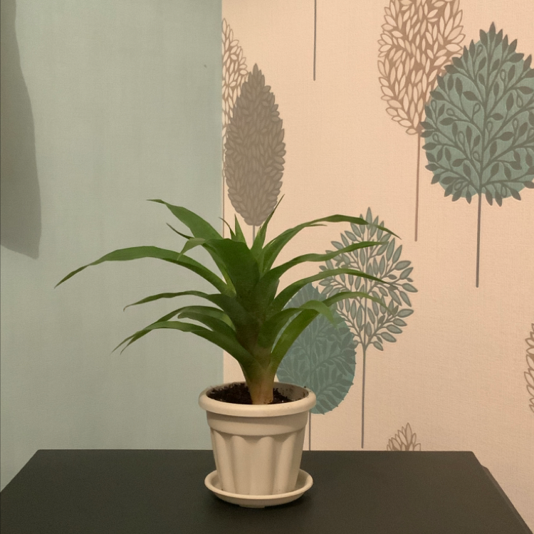 Healthy Tillandsia tectorum air plant with long, drooping, silvery-green fuzzy leaves in a small white pot.