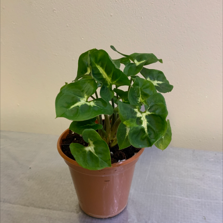 Photo of the plant species Syngonium 'Randy' by @LivvyPlants named Syngonium on Greg, the plant care app