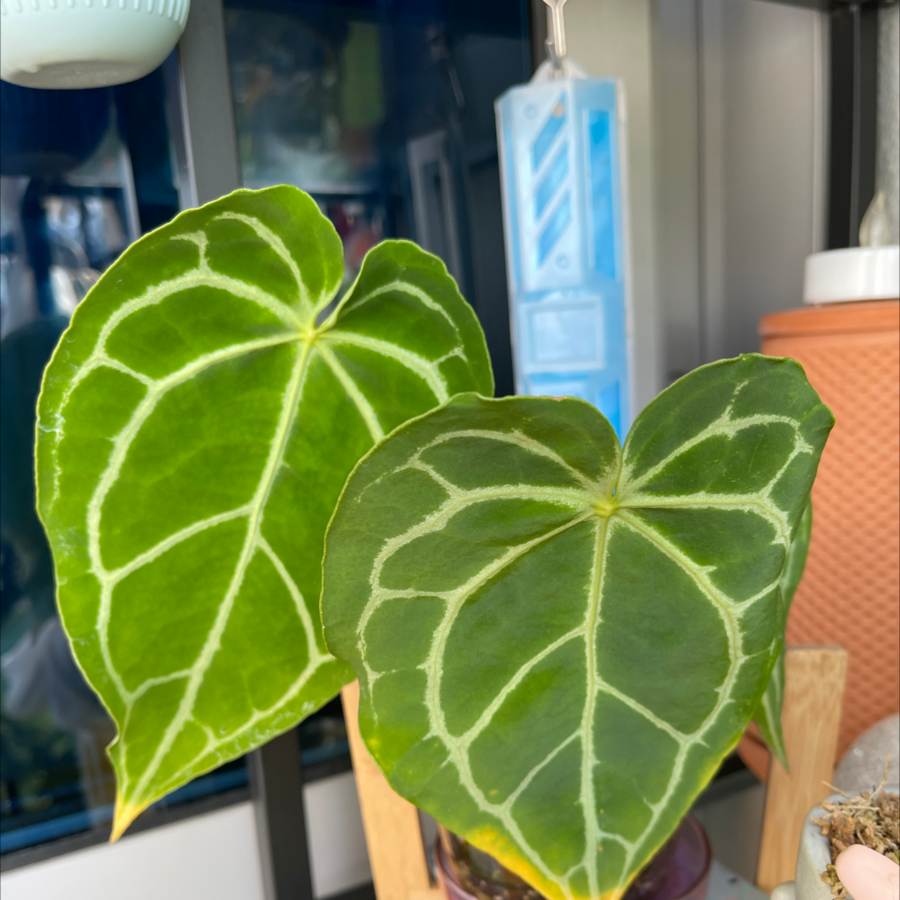 Crystal Anthurium plant with two healthy green leaves and distinct white venation.