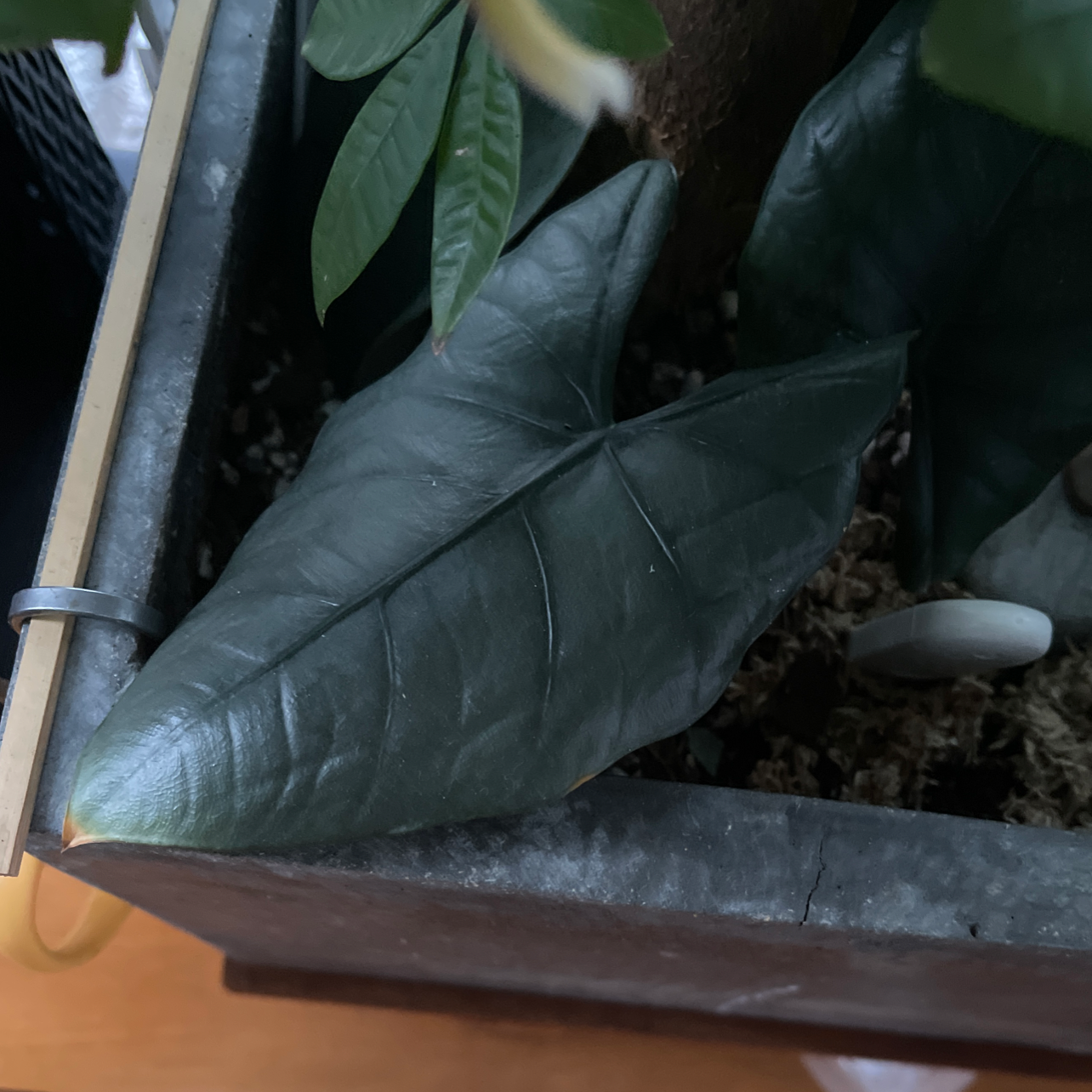 Alocasia nebula 'Imperialis' with dark green, glossy leaves in a pot with visible soil.