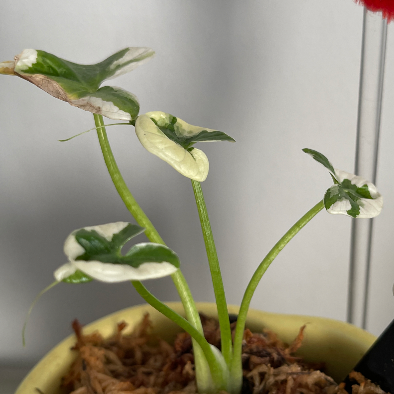 Arrowleaf Elephant Ear plant with some yellowing and browning leaves in a pot.